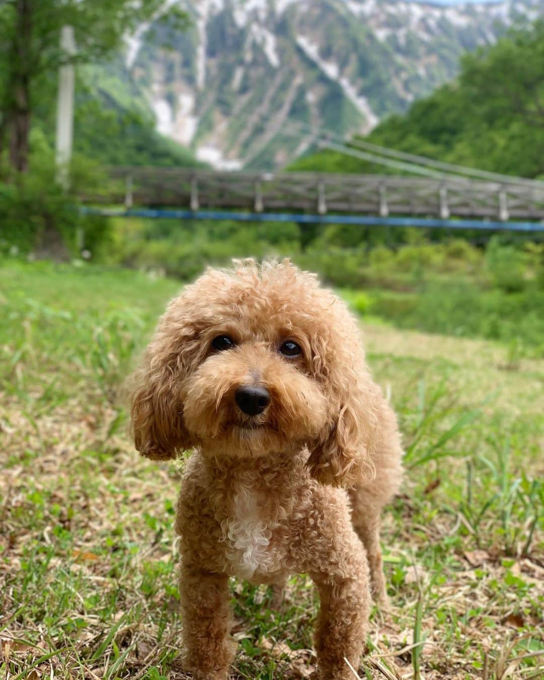 NAOTA（ナオタ）のインスタグラム：「Relaxing time with Simba☺︎ #ginzanfestival  #銀山平 #camp #toypoodle  #トイプードル #キャンプ」