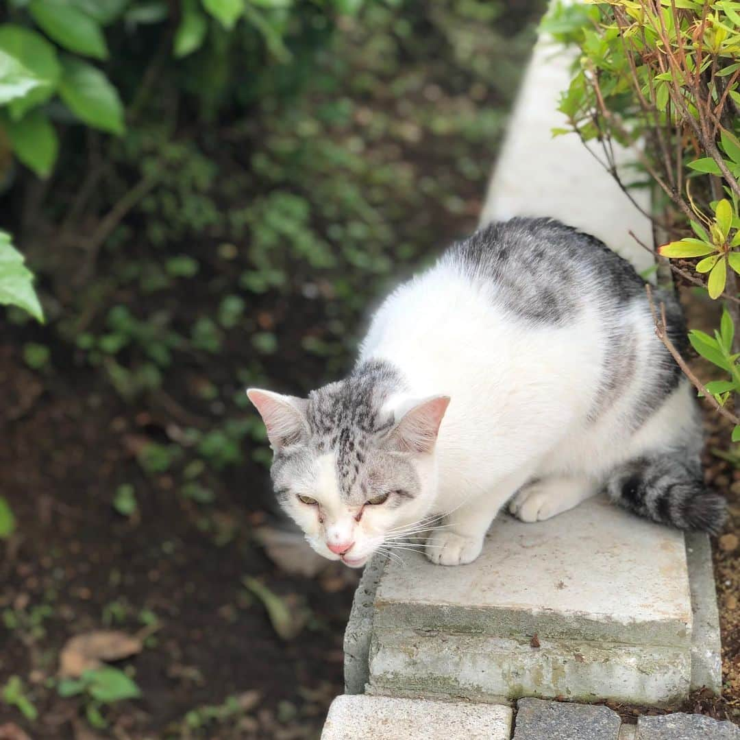 サイプレス上野さんのインスタグラム写真 - (サイプレス上野Instagram)「天狗より会ってる…😹眼つきがやはりストリート育ち過ぎるけど、近寄ったら来る様になった㊙️天狗、すまん🙏#天狗 #ドリーム開発」6月14日 19時46分 - resort_lover