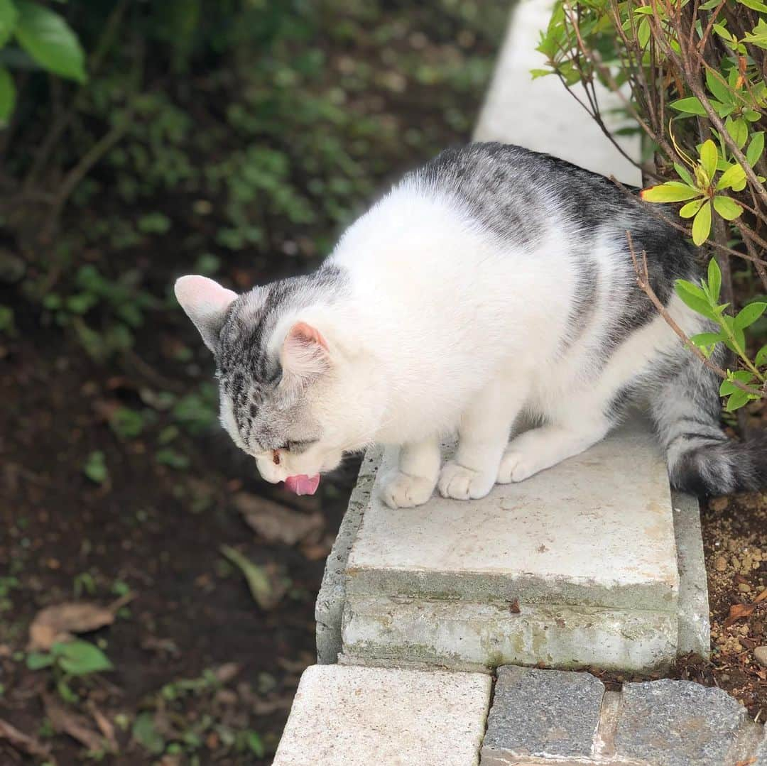 サイプレス上野さんのインスタグラム写真 - (サイプレス上野Instagram)「天狗より会ってる…😹眼つきがやはりストリート育ち過ぎるけど、近寄ったら来る様になった㊙️天狗、すまん🙏#天狗 #ドリーム開発」6月14日 19時46分 - resort_lover