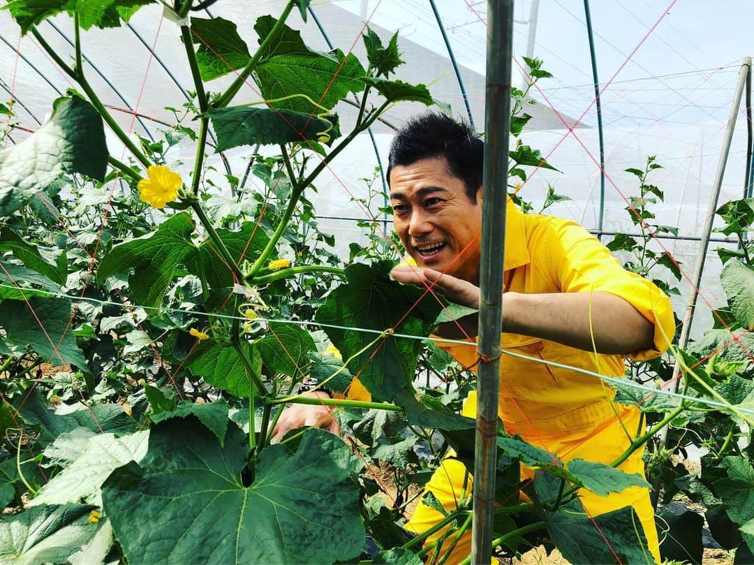 逸見太郎のインスタグラム：「金曜ヨジデス中継  #旬の食材を求めて #夏野菜 #きゅうり #福島県夏の収穫量ナンバー1 #須賀川市 #福島県 #ヨジデス #kfb  キュウリを使ったお料理も 紹介しますので 生放送お楽しみに🥒」