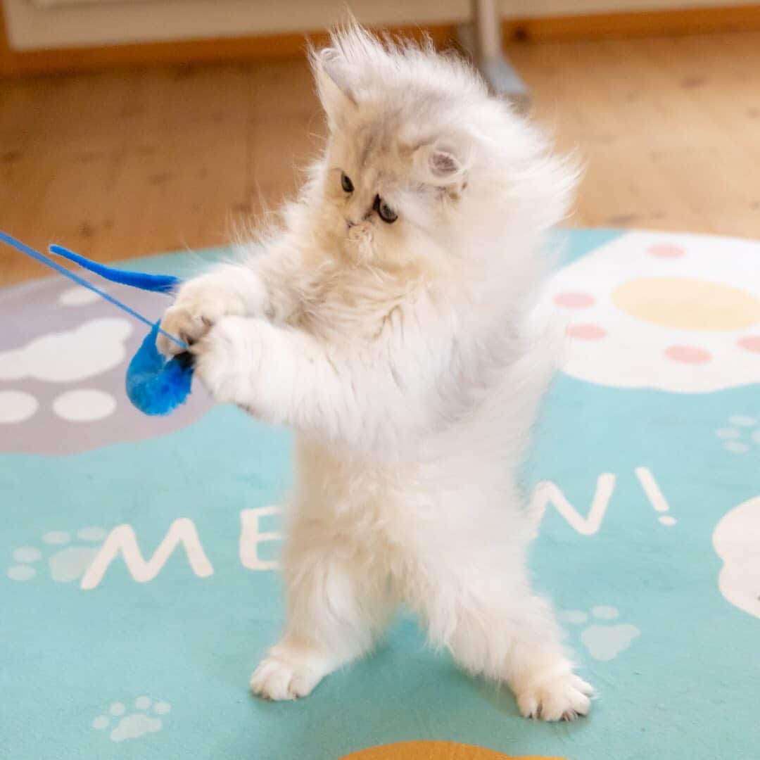 マアルのインスタグラム：「リジーちゃん #🐈 #猫好きさんと繋がりたい #北海道 #旭川市 #ペットホテル #チンチラ」