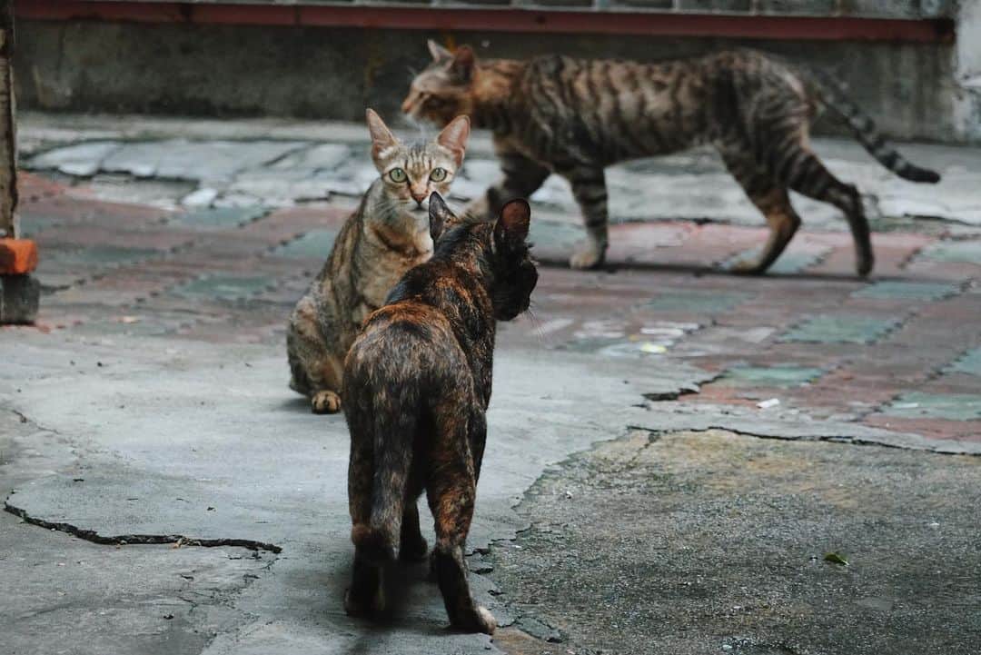 言身寸 in Tainan, Taiwanさんのインスタグラム写真 - (言身寸 in Tainan, TaiwanInstagram)「- 「#怎麼這樣拍人家啦」 - 2019.6.14 #taiwan #tainan #台灣 #台湾 #台南 #写真 #vsco #vscocam #vscotaiwan #vscoTW #vscotainan #ig_streetphotography #AmazingTaiwan #iseetaiwan #taiwan_streetphotography #Streets_Vision #sonyrx100m6」6月14日 16時16分 - kukud83