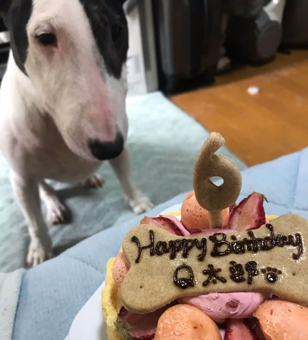 Q太郎さんのインスタグラム写真 - (Q太郎Instagram)「#minituru#bull#terrier#minibullterrier#miniturubullterrier#dog#dogstagram#cute#qtaro#love#family#ミニチュア#ブルテリア#ミニチュアブルテリア#Q太郎#6月12日#はっぴーばーすでー #happybirthday#6才」6月14日 16時25分 - qtaro.jun