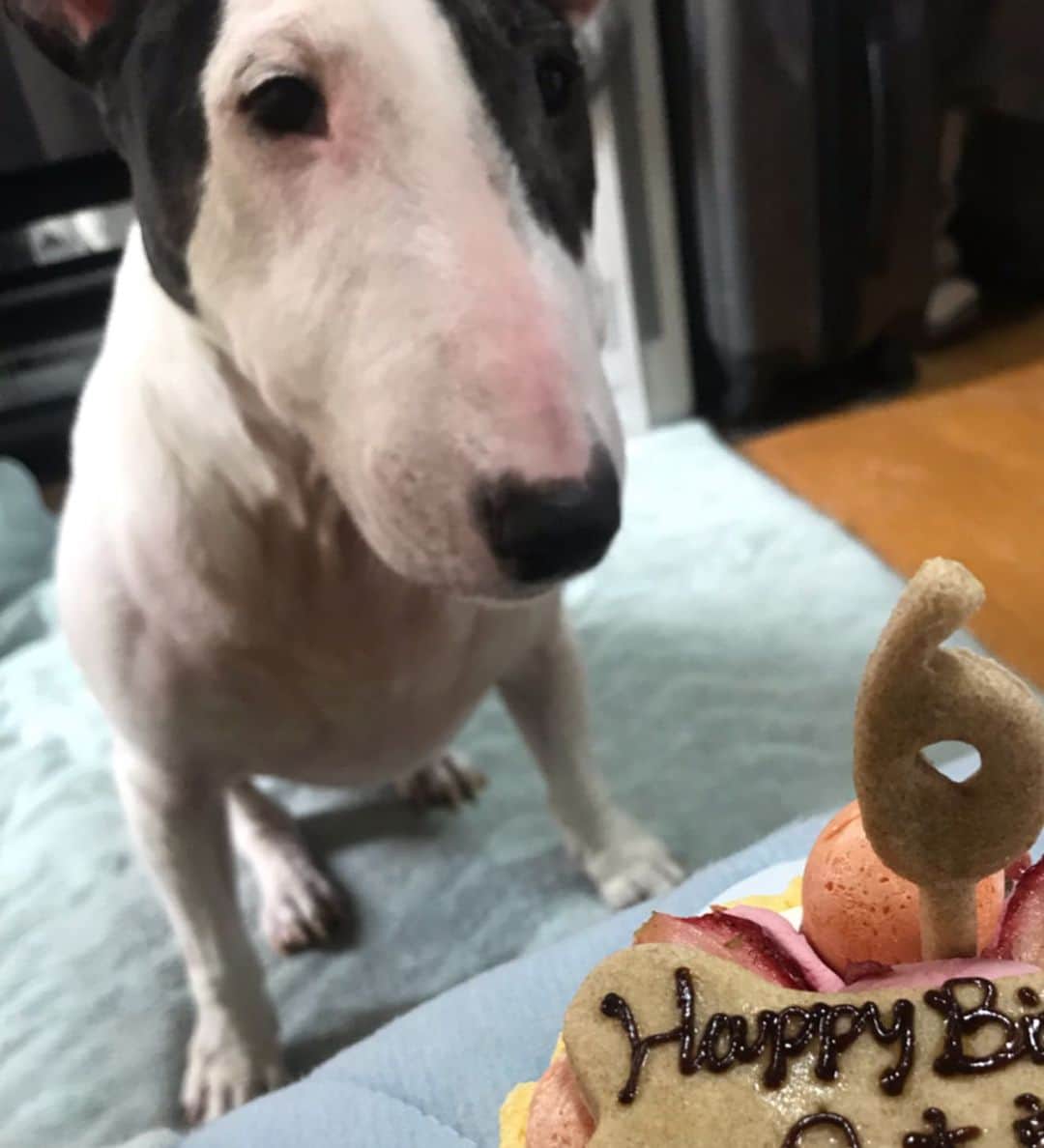 のインスタグラム：「#minituru#bull#terrier#minibullterrier#miniturubullterrier#dog#dogstagram#cute#qtaro#love#family#ミニチュア#ブルテリア#ミニチュアブルテリア#Q太郎#6月12日#はっぴーばーすでー #happybirthday#6才」