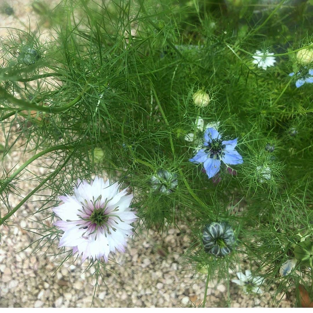 ナイジェラ・ローソンさんのインスタグラム写真 - (ナイジェラ・ローソンInstagram)「Nigella flowers, aka Love-in-a-Mist」6月14日 16時28分 - nigellalawson