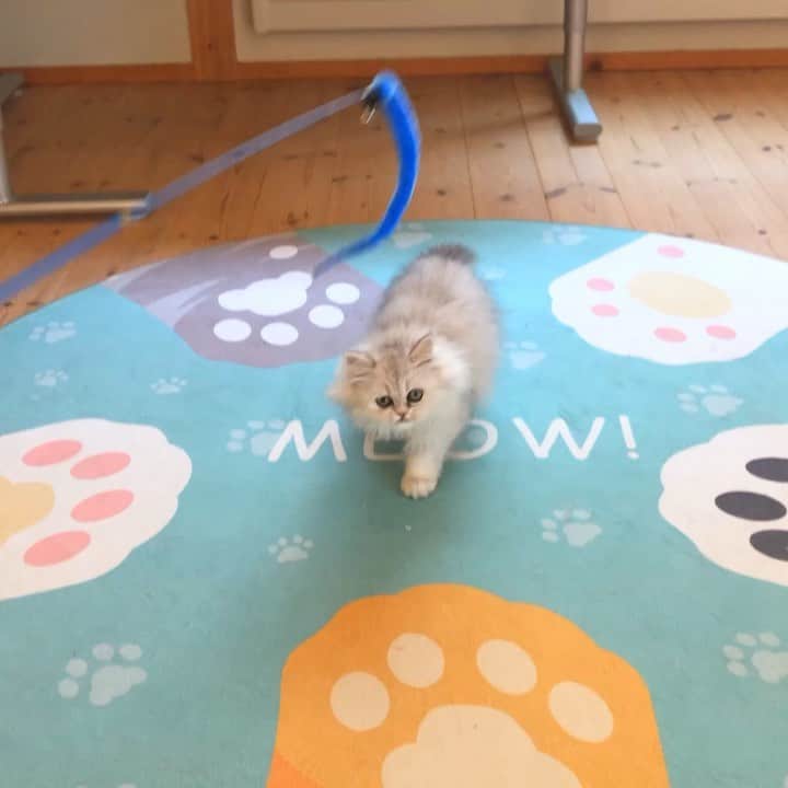 マアルのインスタグラム：「リジーちゃん #🐱 #猫好きさんと繋がりたい #北海道 #旭川市 #ペットホテル #チンチラ」