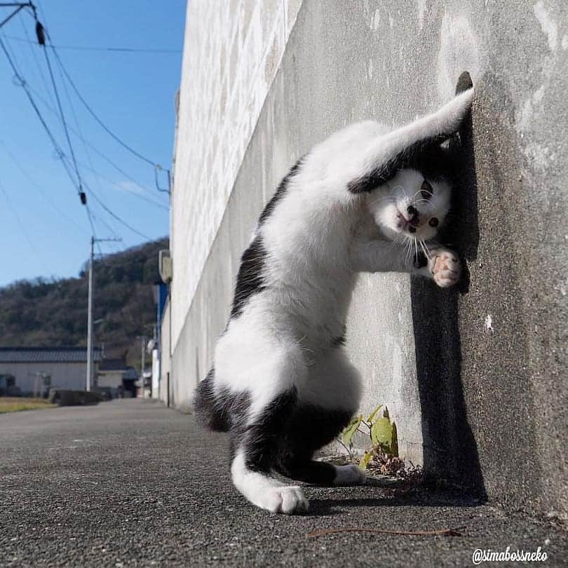 Aww Clubさんのインスタグラム写真 - (Aww ClubInstagram)「Me trying to get the last Pringle out 📷@simabossneko  #meowed #simabossneko #straycat @pringlesus」6月14日 16時56分 - meowed