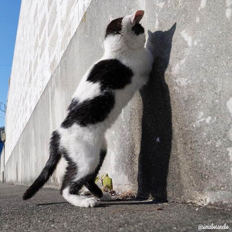 Aww Clubさんのインスタグラム写真 - (Aww ClubInstagram)「Me trying to get the last Pringle out 📷@simabossneko  #meowed #simabossneko #straycat @pringlesus」6月14日 16時56分 - meowed