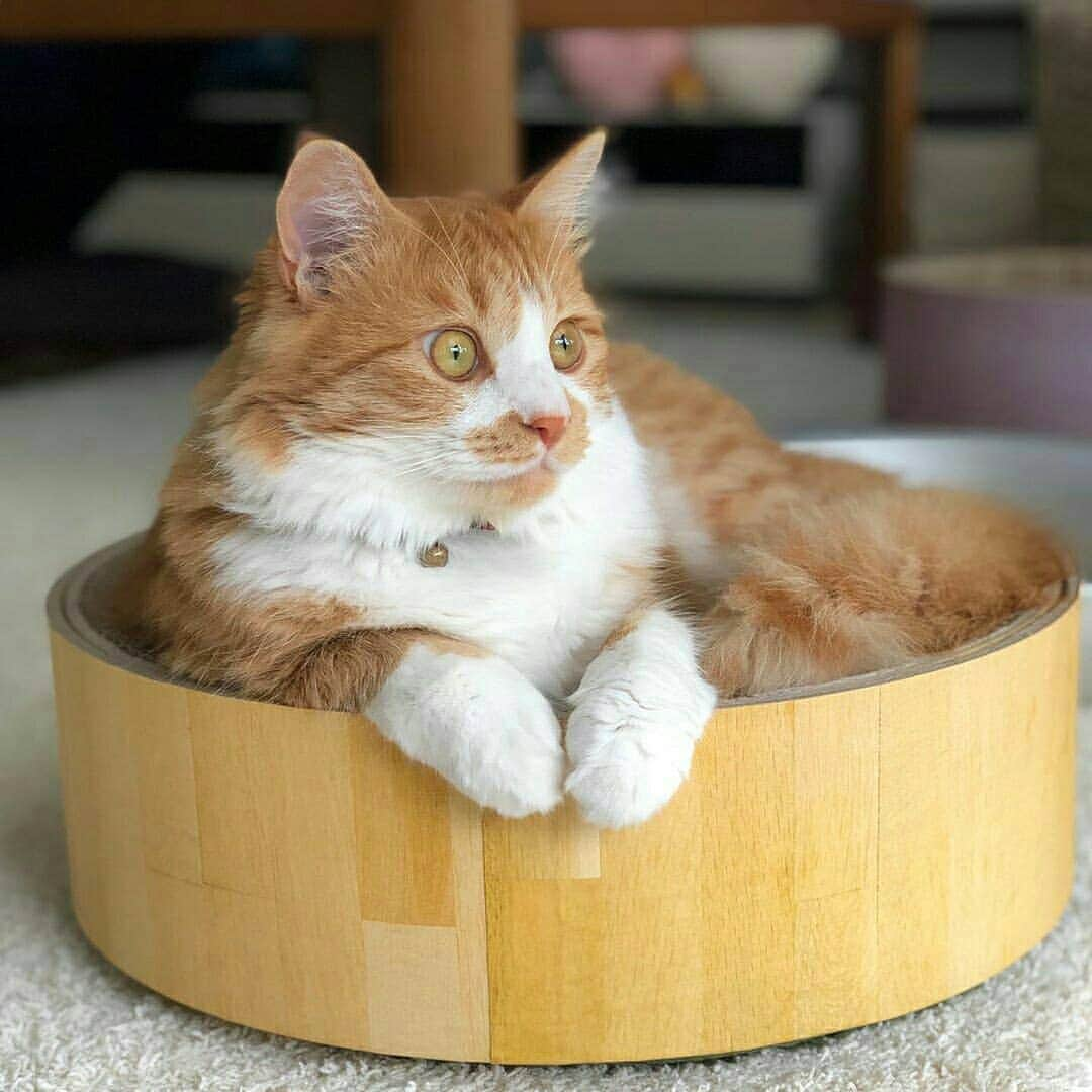 猫壱（ねこいち•ネコイチ）さんのインスタグラム写真 - (猫壱（ねこいち•ネコイチ）Instagram)「【Instagramに投稿して猫壱商品を貰っちゃおう✨】 バリバリボウルからお外を見てるんだって😁 ▫ #ニャルソック中 #しっかり見守ってるね👍 ▫ ▫ :::::::::#猫壱 ::::::: #猫壱キャンペーン 6月は#猫壱の爪とぎ が対象です👍 お写真の商品は#バリバリボウル でした✨ 対象商品をお持ちの皆様、ぜひご応募くださいね❤ ▫ ▫ Instagramに登場した商品はプロフィールのリンクよりご覧いただけます🎶 気になる方は @necoichicojp からチェックしてくださいね❤ ▫ ▫ Repost from @gure.baru.mocota thank-you💕💕💕💕」6月14日 17時05分 - necoichicojp