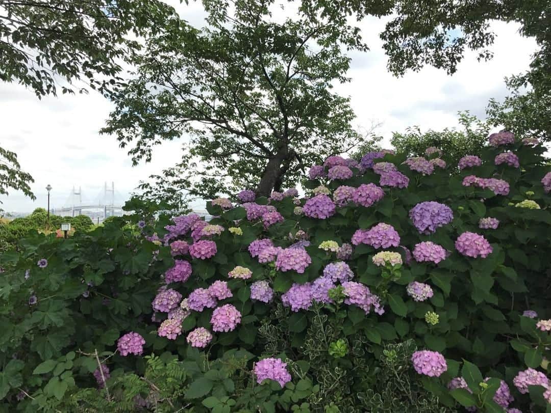 東京カメラ部 横浜分室さんのインスタグラム写真 - (東京カメラ部 横浜分室Instagram)「「港の見える丘公園のあじさい」⠀ .⠀ 火曜日にはアメリカ山公園のあじさいをご紹介しましたが、港の見える丘公園でもアジサイが綺麗に咲き誇っています。⠀ 横浜ベイブリッジとの共演も素敵ですね♪⠀ 今週末はアジサイ巡りをするのはいかがでしょうか。⠀ .⠀ みなとみらい線公式Facebook「わたしの横浜4.1キロさんぽ」で横浜の魅力を発信中！⠀ そちらも是非ご覧下さい！<PR>⠀ .⠀ #みなとみらい線フォト散歩 #みなとみらい線フォトさんぽ #みなとみらい線 #横浜 #新高島 #みなとみらい #馬車道 #日本大通り #元町中華街 #yokohama #東京カメラ部 #Japan #photo #写真 #日本 #myyokohama #はなまっぷ #花のある暮らし #写真好きな人と繋がりたい #カメラ好きな人と繋がりたい #motomachi #あじさい #hydrangea #花好きな人と繋がりたい #港の見える丘公園 #横浜ベイブリッジ #japanlife #viewpoint #展望台 #japanrevealed」6月14日 17時00分 - tcc.yokohama