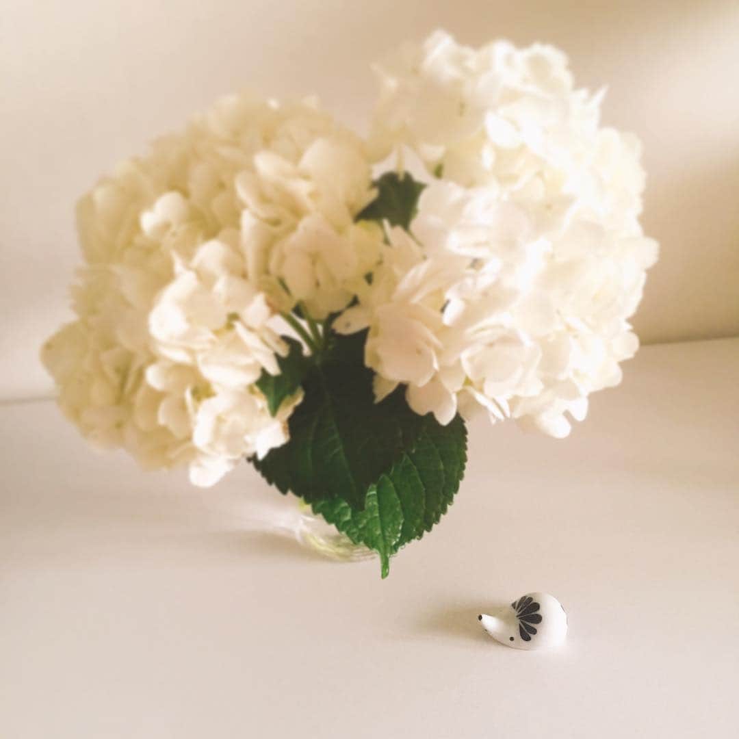 石崎佳代子さんのインスタグラム写真 - (石崎佳代子Instagram)「🌻 おうちにきれいな花が来たので 見に行ってきた。 かよこさんがこの間 ぱーてぃというもので シカイをした時に もらって来たものだ。 . さっそく飾って、 まわりにごちゃごあるものをよけて、 うれしそうに シャシンをとっていたが、 ぼくは知っている。 . アジサイを入れているビンには このあいだまで、塩が入っていた。 ヒマワリの方には、 麦茶が入っていた。 . かよこさんは、 おしゃれ生活を 偽装しようとしている。 . #ファーウェイは見た . #花のある暮らし  #花のある生活 #日々 #日々の暮らし #アジサイ #ヒマワリ #紫陽花  #おうち時間」6月14日 17時08分 - kayoko_ishizaki