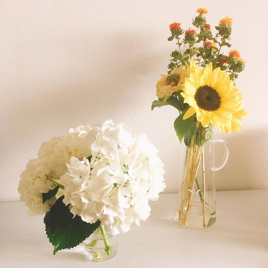 石崎佳代子さんのインスタグラム写真 - (石崎佳代子Instagram)「🌻 おうちにきれいな花が来たので 見に行ってきた。 かよこさんがこの間 ぱーてぃというもので シカイをした時に もらって来たものだ。 . さっそく飾って、 まわりにごちゃごあるものをよけて、 うれしそうに シャシンをとっていたが、 ぼくは知っている。 . アジサイを入れているビンには このあいだまで、塩が入っていた。 ヒマワリの方には、 麦茶が入っていた。 . かよこさんは、 おしゃれ生活を 偽装しようとしている。 . #ファーウェイは見た . #花のある暮らし  #花のある生活 #日々 #日々の暮らし #アジサイ #ヒマワリ #紫陽花  #おうち時間」6月14日 17時08分 - kayoko_ishizaki