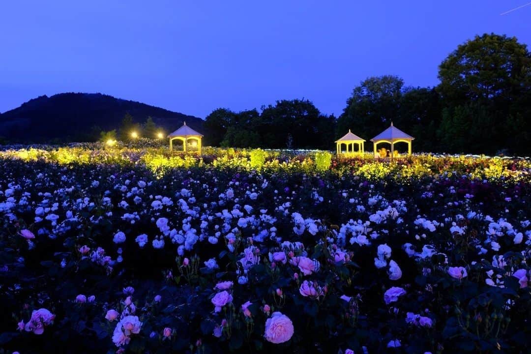 花の写真館さんのインスタグラム写真 - (花の写真館Instagram)「【世羅高原 x FUJIFILM Xseries 「世羅花だより」】⠀ .⠀ 先日、イングリッシュローズが埋め尽くす「そらの花畑」にて夜間開園が行われました。あいにくの曇り空で星との撮影はできませんでしたが、ランタンに照らされたローズは陰影が美しく、昼間とはまた違う顔を見せてくれました。7月にもまた行われるそうです。XF16mmF1.4の明るいレンズは夜間撮影にも向いています。もちろん三脚をお忘れなく。「スマホでは撮れない！」という声が聞こえました。カメラの醍醐味ですね。<PR>⠀ .⠀ カメラ　FUJIFILM X-T2⠀ レンズ　FUJINON XF16mm⠀ 撮影条件　F4.0　29秒　ISO1600⠀ .⠀ Facebook⠀ https://www.facebook.com/seracamera/⠀ Instagram⠀ https://www.instagram.com/seracamera/⠀ そらの花畑　世羅高原　花の森⠀ https://sera.ne.jp/hm/⠀ .⠀ #花の写真館 #floralphotograph #floralphoto #flower #flowers #富士フイルム #FUJIFILM #xseries #fujifilm_xseries #fujinon #Xシリーズ #今日もX日和 #fujifilmxt2 #xt2 #xf16 #xf16mm⠀ Follow: @floral.photograph」6月14日 17時30分 - floral.photograph