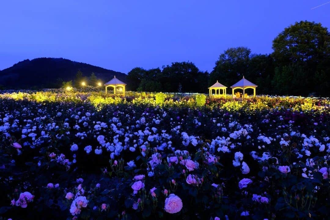 花の写真館のインスタグラム：「【世羅高原 x FUJIFILM Xseries 「世羅花だより」】⠀ .⠀ 先日、イングリッシュローズが埋め尽くす「そらの花畑」にて夜間開園が行われました。あいにくの曇り空で星との撮影はできませんでしたが、ランタンに照らされたローズは陰影が美しく、昼間とはまた違う顔を見せてくれました。7月にもまた行われるそうです。XF16mmF1.4の明るいレンズは夜間撮影にも向いています。もちろん三脚をお忘れなく。「スマホでは撮れない！」という声が聞こえました。カメラの醍醐味ですね。<PR>⠀ .⠀ カメラ　FUJIFILM X-T2⠀ レンズ　FUJINON XF16mm⠀ 撮影条件　F4.0　29秒　ISO1600⠀ .⠀ Facebook⠀ https://www.facebook.com/seracamera/⠀ Instagram⠀ https://www.instagram.com/seracamera/⠀ そらの花畑　世羅高原　花の森⠀ https://sera.ne.jp/hm/⠀ .⠀ #花の写真館 #floralphotograph #floralphoto #flower #flowers #富士フイルム #FUJIFILM #xseries #fujifilm_xseries #fujinon #Xシリーズ #今日もX日和 #fujifilmxt2 #xt2 #xf16 #xf16mm⠀ Follow: @floral.photograph」