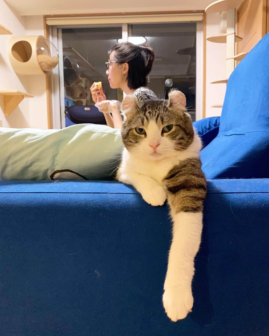 スノーさんのインスタグラム写真 - (スノーInstagram)「My human is obsessed with television and doesn’t play with me😒 Would you like to give me a cuddle? 🥺 ・ #catsofinstagram #cats_of_instagram #catstagram #catofinstagram #instagood #cat #cats #kucing #gato #chat #catloversclub #catlover #9gag #weeklyfluff #pleasantcats #kedi #katze #kawaii #neko #instagramjapan #고양이 #кот #แมว #猫 #ふわもこ部 #ペコねこ部」6月14日 18時01分 - curlysnow0915