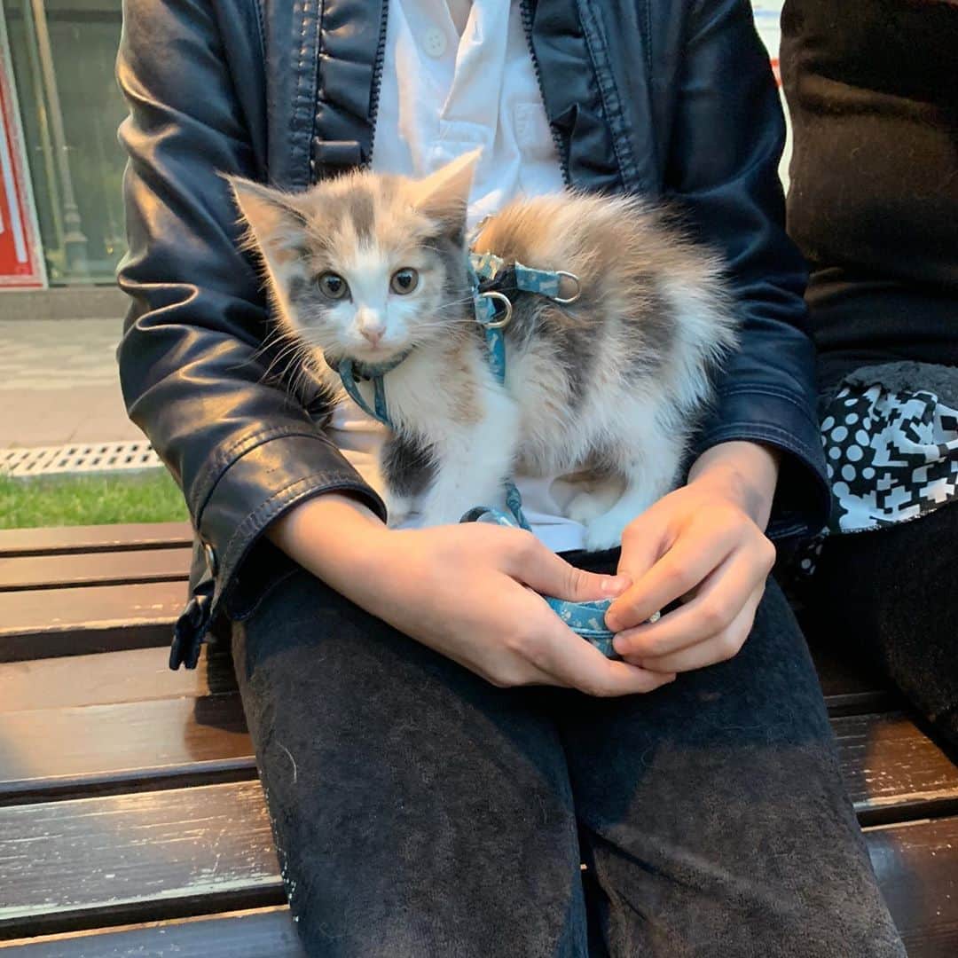 チ・ハンソルのインスタグラム：「냥이~~귀여워!!!!🐱😭」