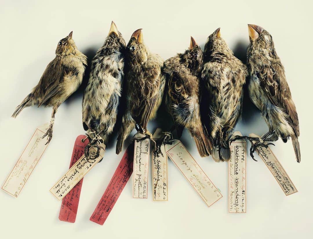 Robert Clarkさんのインスタグラム写真 - (Robert ClarkInstagram)「I was able to photograph some of the finches that Charles Darwin collected in the Galapagos as aprt of a story about trying to "See like Darwin". But I just ran across this interesting an disturbing article. Darwin’s Finches Are In Danger Because a Parasite Is Changing Their Mating Song By deforming their beaks, an introduced parasite is causing two finch species to hybridize, changing the course of their evolution.  Parasites usually impact individual health—they suck your blood or take your food. Sometimes, the really bad ones kill you. In a little island in the Galapagos, a parasite is doing even more: it’s changing evolution.  According to a new study from researchers at Flinders University in Australia, a parasite is attacking the beaks of two finches—the small tree finch ( C. parvulus) and the critically endangered medium tree finch ( C. pauper). Darwin made these finches famous on his voyage to the Galapagos, as they helped him come up with his theory of evolution. Now, a parasitic larvae is making them evolve in new ways. It’s changing their mating song, confusing female finches so much that they sometimes mate with the wrong species of finch. A new species is being created: a hybrid of those two birds.  The larvae of Philornis downsi, a tiny fly introduced to the Galapagos in the 1960s. The fly larvae hides inside the beaks of the finches, eating the blood and tissue from the inside out. These flies can completely change the beak shape, nearly doubling nostril size. In severe cases, the beak will end up open on both sides, meaning its whole nasal cavity is missing.  The finches sing to attract mates, and any change to their beaks has serious implications for their songs. In their paper, which was published in Proceedings of the Royal Society B, scientists said that birds with beaks deformed by parasites have more deviation in their songs. Normally, these two finches have totally unique calls, which helps to announce their eligibility to potential mates. When these males change their songs, it confuses females. @NatGeo #NatGeo #CharlesDarwin #Evolution #EvolutionaryBiology」6月15日 4時58分 - robertclarkphoto