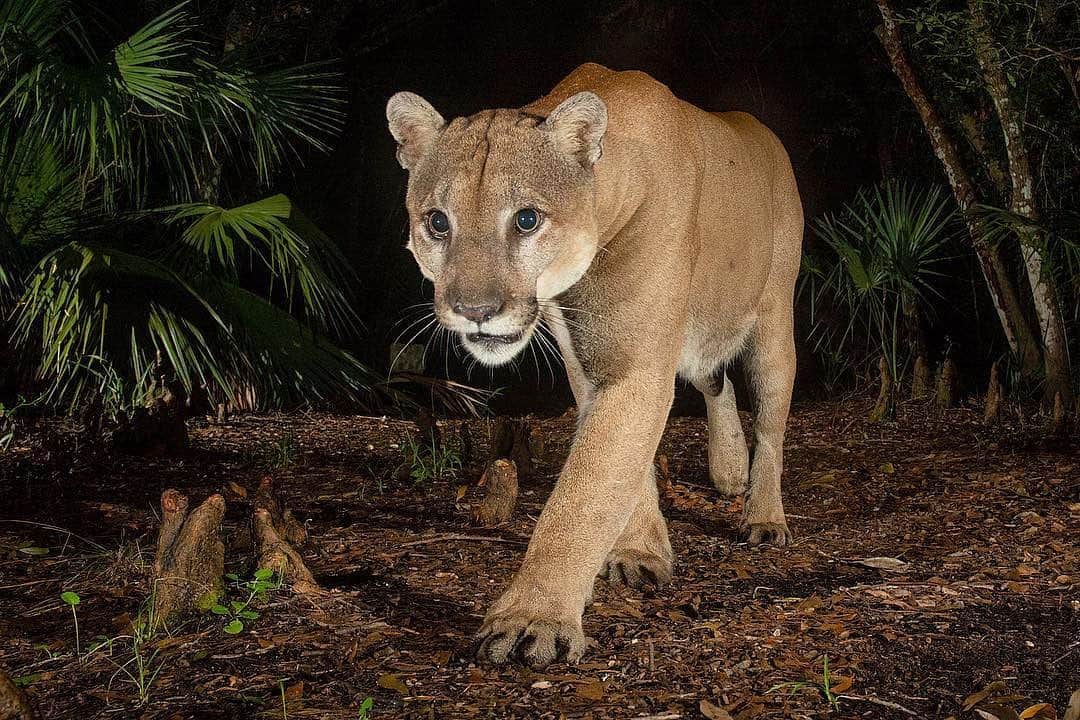 Instagramさんのインスタグラム写真 - (InstagramInstagram)「Without a camera trap, taking this photo would’ve been impossible. 🐾📸 “I could spend the rest of my life and never get close enough to the Florida panther to make photographs with a wide-angle lens,” says conservation photographer Carlton Ward Jr. (@carltonward), who got this shot using a camera trap with an invisible tripwire. “A camera trap is essentially a studio waiting in the woods,” Carlton says. “When an animal crosses the beam it takes its own picture.” Like a selfie. 😻 Today on our story, Carlton shares more “impossible” shots from the Florida Wildlife Corridor. Photo by @carltonward」6月15日 3時48分 - instagram
