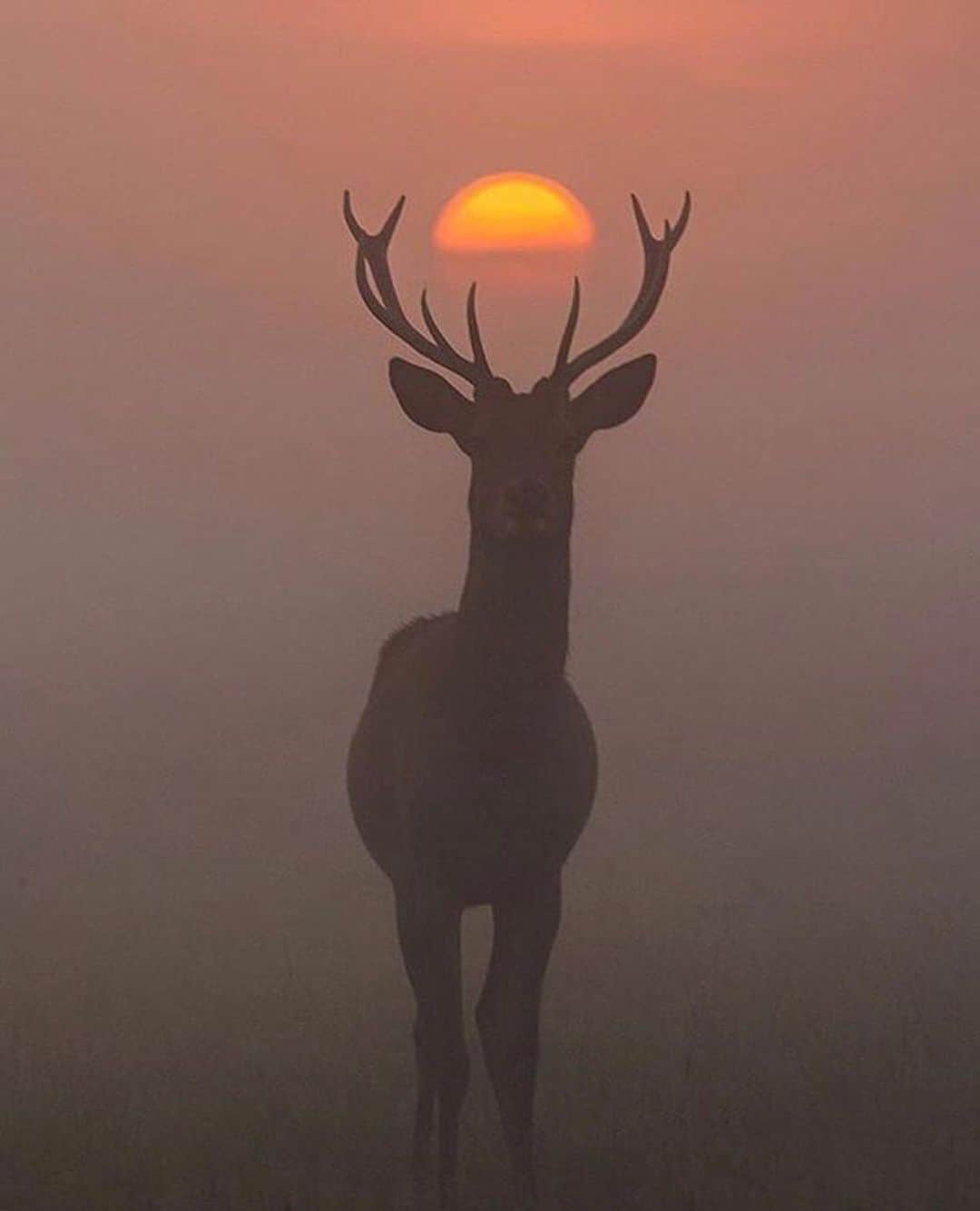 Earth Picsさんのインスタグラム写真 - (Earth PicsInstagram)「Wildlife moment 🦌🌅Photo by @chaitdeshphotography . . . . #earthpix  #wildlifephotography  #photography  #earth  #travel  #animals  #nature  #naturephotography  #awesome_earthpix」6月15日 3時58分 - earthpix