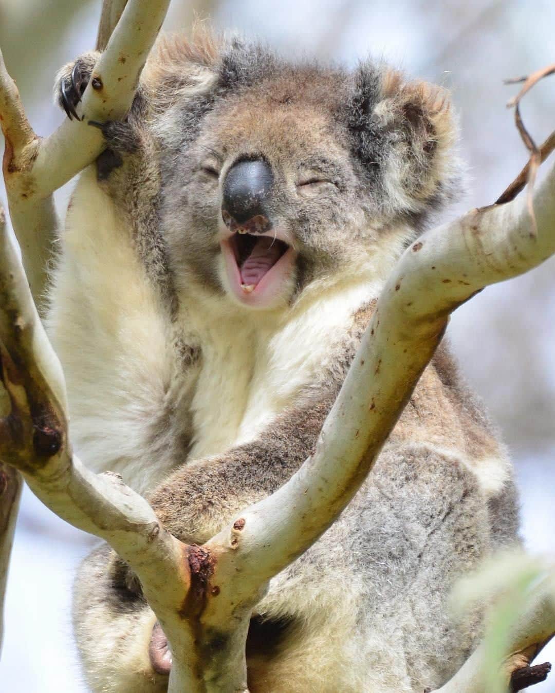 Australiaさんのインスタグラム写真 - (AustraliaInstagram)「"Oh, Janet, you crack me up!" 😆 @nikkiki73 spotted this happy #koala having a giggle and gossip with her girlfriends on @southaustralia’s @authentickangarooisland, and why not, laughter is the best medicine after all! You'll spot plenty of koalas and other #wildlife on this beautiful island located a 30-minute flight from #Adelaide - it's known as one of the best places in #Australia to see native wildlife up close. TIP: Increase your chances by booking a @kangarooislandodysseys wildlife tour, the local guides will take you to the best spots.  #seeaustralia #seesouthaustralia #kangarooisland #authenticKI #wildlifephotography」6月15日 4時00分 - australia