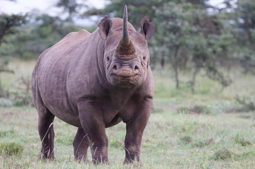 スミソニアン国立動物園さんのインスタグラム写真 - (スミソニアン国立動物園Instagram)「Healthy diets aren’t just for humans. Zoo animals have nutritionists, too! SCBI researchers recently studied the bacterial communities (microbiome) in the gut of rhinos to recommend a health-boosting diet for black rhinos in human care (link in bio). @conservationnation」6月15日 4時12分 - smithsonianzoo
