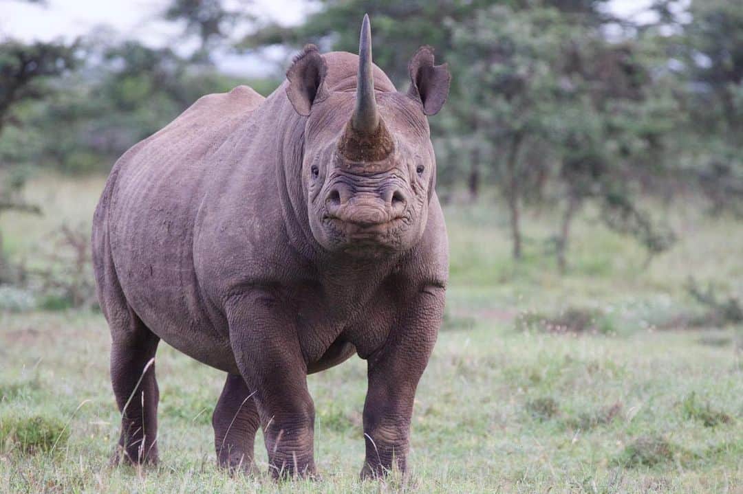 スミソニアン国立動物園さんのインスタグラム写真 - (スミソニアン国立動物園Instagram)「Healthy diets aren’t just for humans. Zoo animals have nutritionists, too! SCBI researchers recently studied the bacterial communities (microbiome) in the gut of rhinos to recommend a health-boosting diet for black rhinos in human care (link in bio). @conservationnation」6月15日 4時12分 - smithsonianzoo