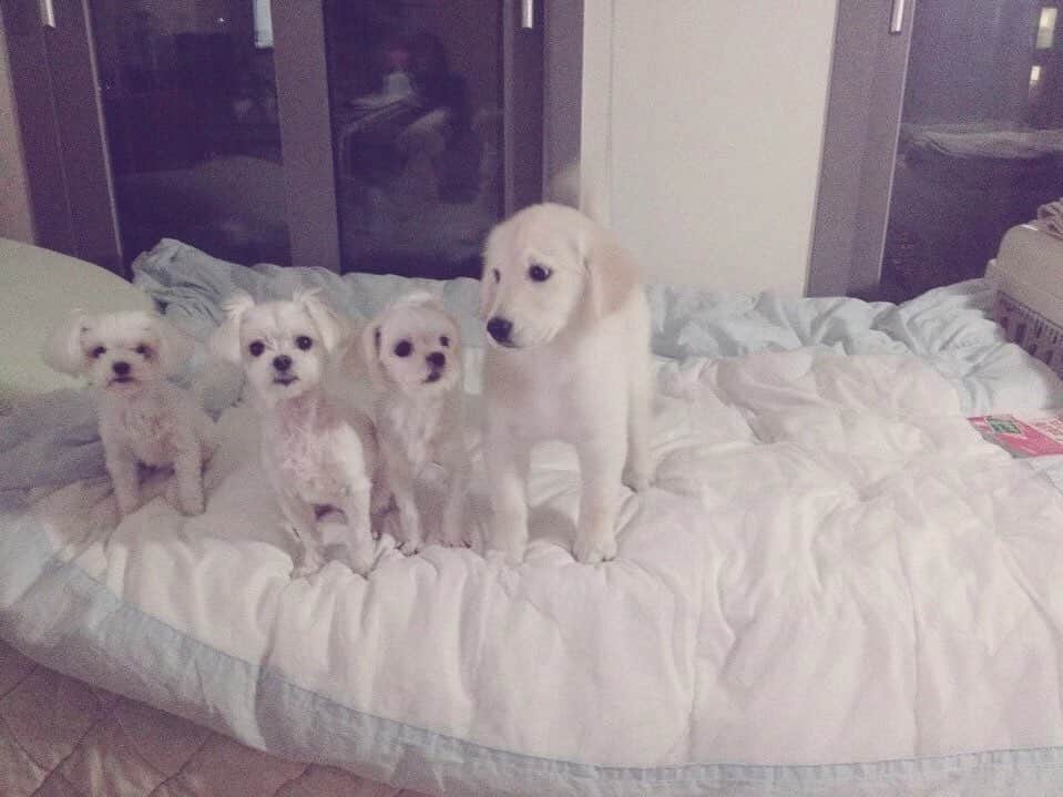 ジョンギュンのインスタグラム：「#miss #백지 #강지 #어디쯤갔니」