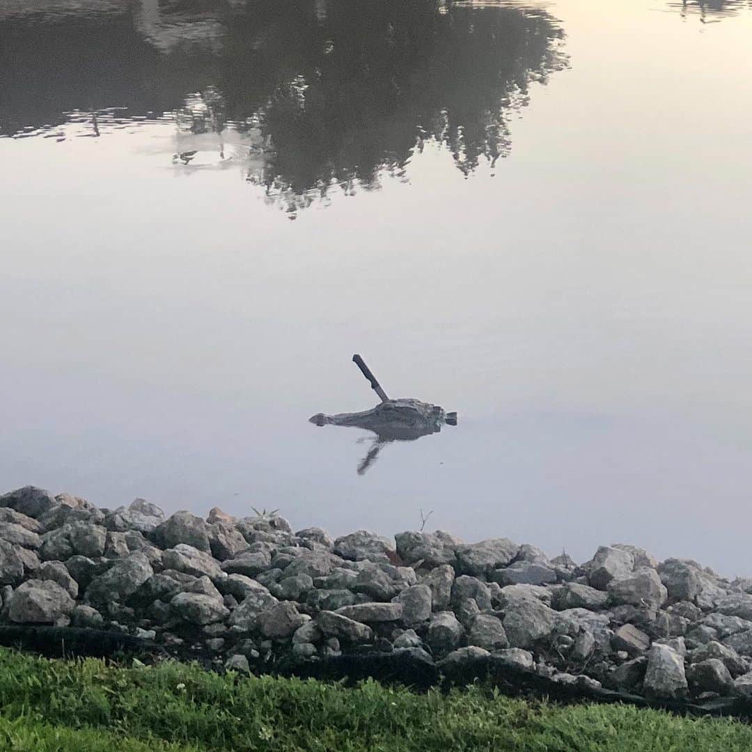 NBC Newsさんのインスタグラム写真 - (NBC NewsInstagram)「An alligator with a large knife sticking out of its head was spotted swimming in a #Texas lake. Click the link in our bio to read more. . 📷 Erin Weaver」6月15日 4時54分 - nbcnews