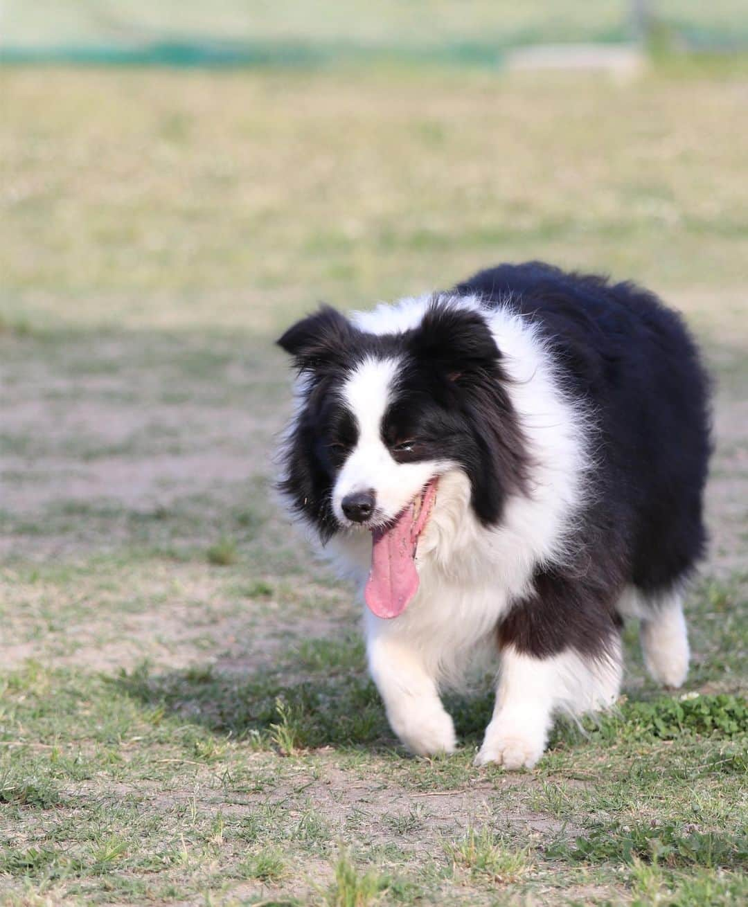 犬バカ部宣伝部長さんのインスタグラム写真 - (犬バカ部宣伝部長Instagram)「昔はずっと走り回ってたけど、最近も走り回るけど🤣動きが遅くなったなぁ😑﻿ もう10歳。あと3ヶ月で11歳だもんね。👵﻿ ﻿ 寝てる時間も多くなったし。ベッドの上にジャンプもしんどそう😗﻿ 童顔だけどね🤣💕﻿ ﻿ 分かってるんだけどね。順番だからね😭﻿ あー。出張行ったらいっつもコレになっちゃう😅﻿ ﻿ #犬バカ部﻿ #bordercollie﻿ #ボーダーコリー」6月14日 20時12分 - umetaturou