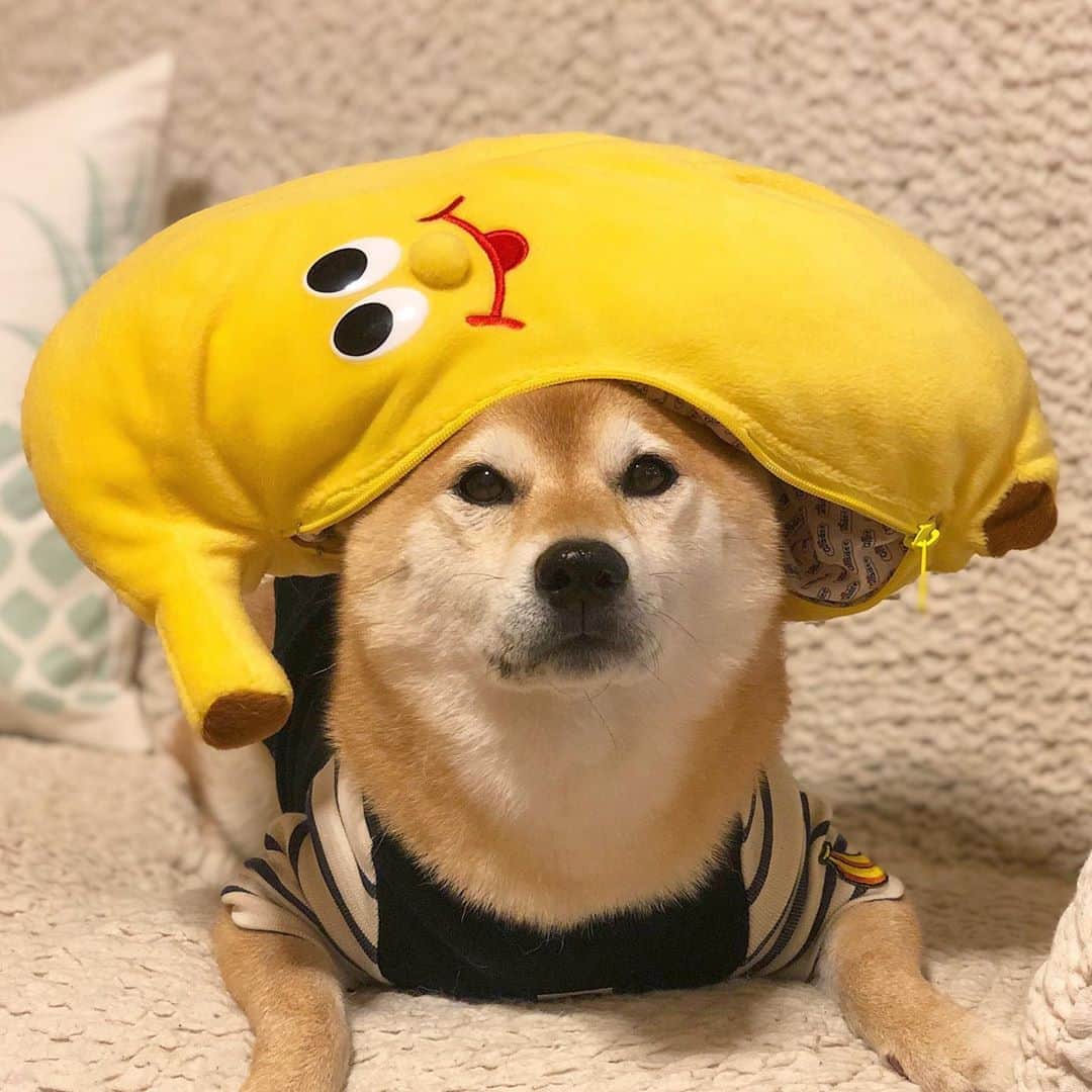 マロたんのインスタグラム：「🍌🍌🍌 バナナのお洋服着てバナナ被るん * 鳩胸胴長マロたんでも @belinda_2019 さんは、ぴったりサイズに仕上げてくれるー🍌 マロたん、F-Mサイズで着丈を足してもらいました #belinda #shiba #shibainu」