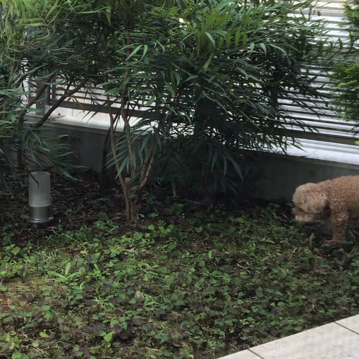 中島はるみのインスタグラム