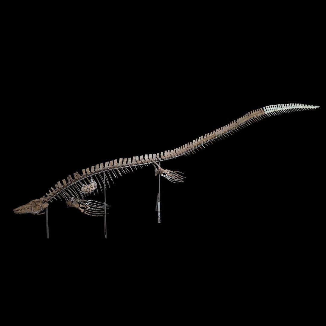 スミソニアン博物館さんのインスタグラム写真 - (スミソニアン博物館Instagram)「Meet the fossil version of the turducken. Our 20-foot-long predatory marine reptile Tylosaurus contains a two-for-one lunch special. In the fossil’s stomach cavity, we discovered its last meal: a plesiosaur, or flippered marine reptile. But wait—what’s that? The stomach ALSO contained the bones of the plesiosaur’s last meal: small fishes and invertebrates. — Siobhan Starrs, @SmithsonianNMNH #DeepTime project manager」6月14日 20時36分 - smithsonian