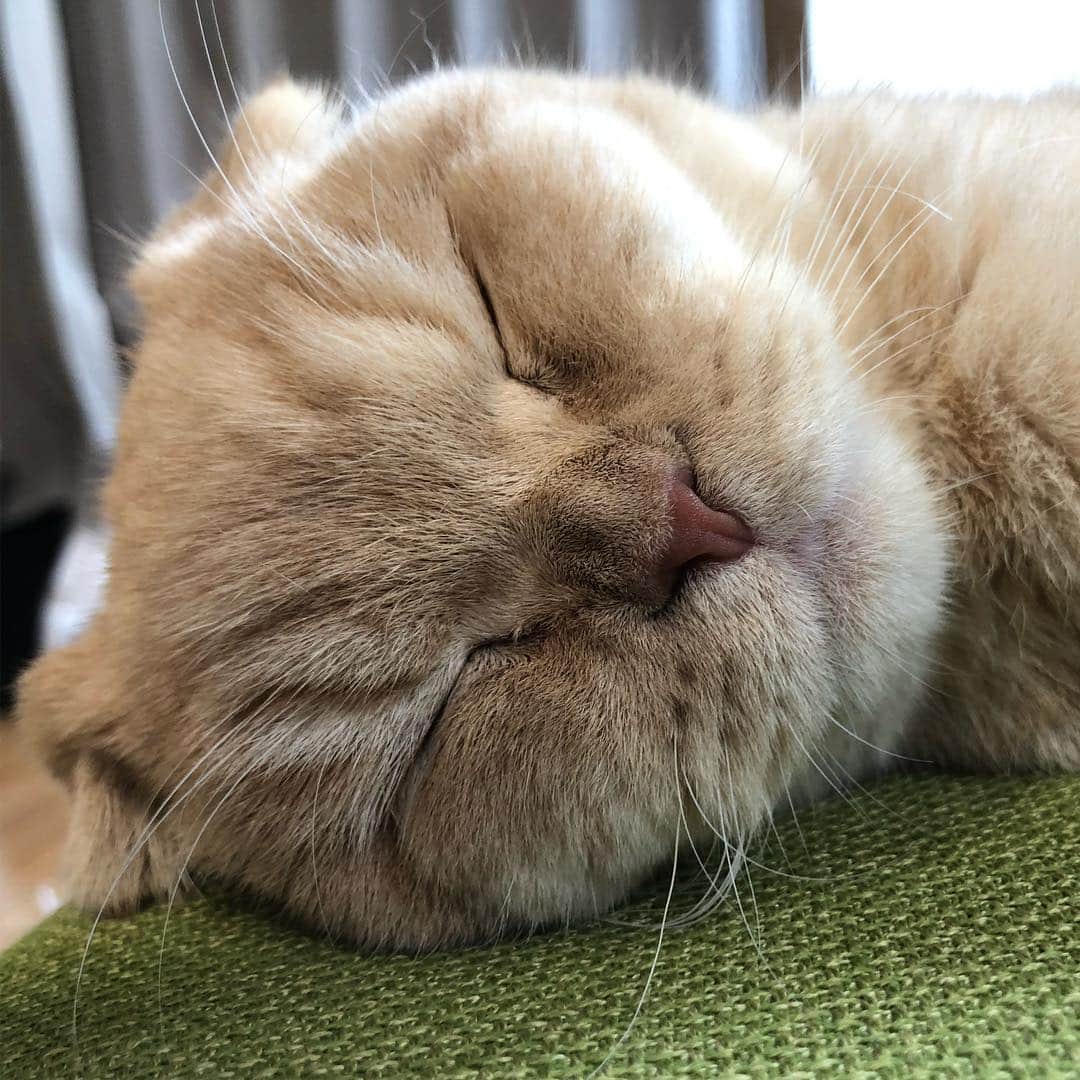 相馬有紀実のインスタグラム：「こんばんわん。 もへいです。 最近のブームはお昼寝、ゆきみのバッグの中に隠している甘いものをこっそり奪うこと、ゆきみはすぐぼんやりしてるのでその隙にゆきみのご飯を食べることです。」