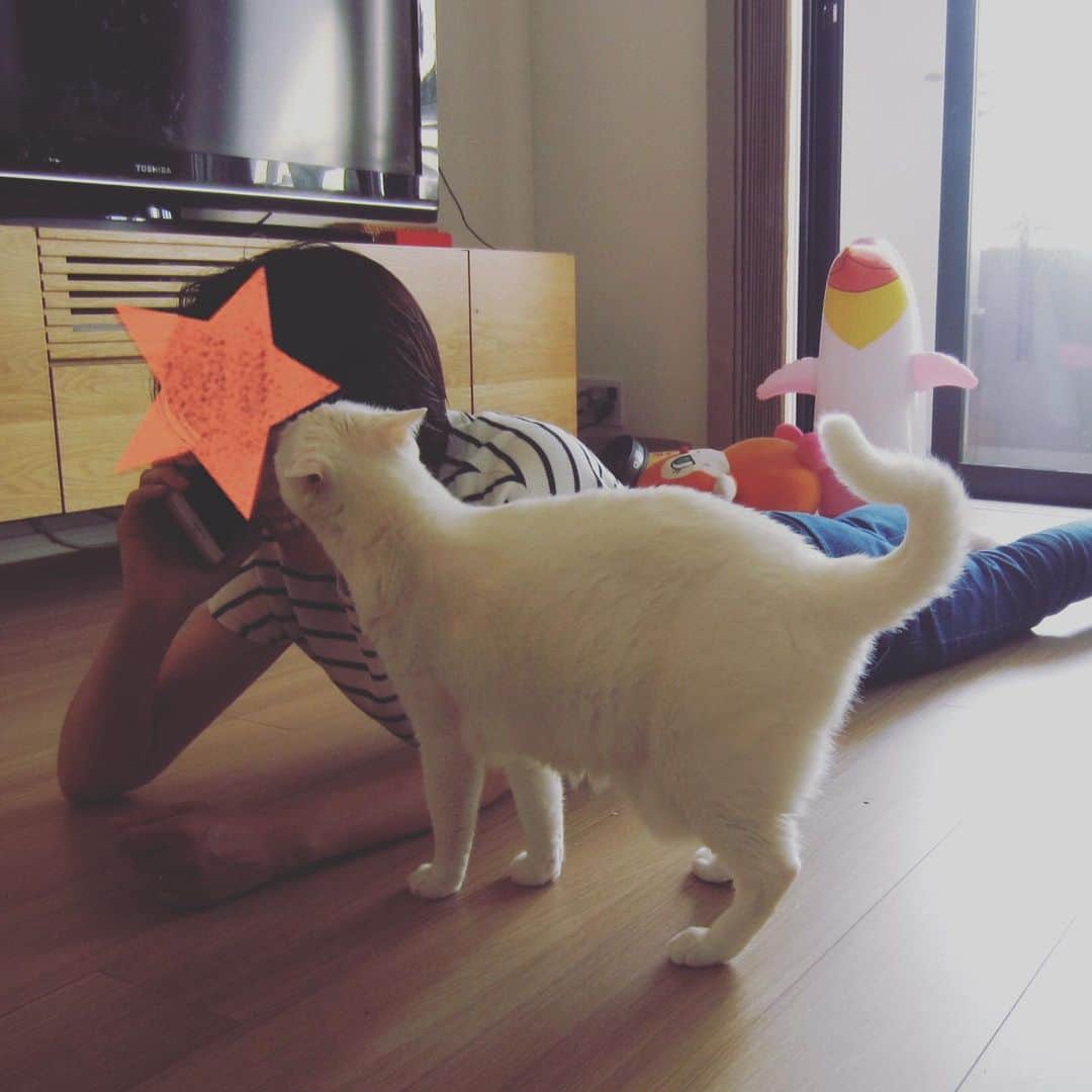 花津ハナヨさんのインスタグラム写真 - (花津ハナヨInstagram)「作画資料（ポーズをとってセルフタイマー）を撮ってると、カメラと私の間にだいたい入ってくる魔美さん。邪魔😅 #白猫」6月14日 20時45分 - 872874