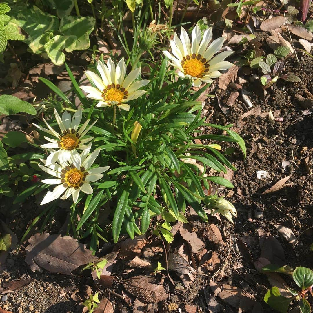 オクヒラテツコ（ぺこ）さんのインスタグラム写真 - (オクヒラテツコ（ぺこ）Instagram)「タイプのお花があるとついつい撮ってしまう🌼そして見返してるときに、虫写ってませんようにと願いながら拡大してしまう。。。 虫といえば、最近の真剣な悩みをちょっと聞いてください :-0 りんく男の子やし、いつかやっぱり虫を家に持って帰ってくるときがくるんやろうなぁと思うと（あのりゅうちぇるでさえ、小学生くらいのころは虫持って帰ってたらしいからなぁ）、ほんっまにまじでがちでほんっまに蚊さえ本気でだめなわたしはどうしたらいいものかと早めに悩んでおります。。。🐛 そうとう真剣な悩み！笑 もうね、ほんっまにあかんねんわたし。。。笑 特に、お家で育てる定番のカブトム。。。あぁもうだめ」6月14日 20時47分 - pecotecooo