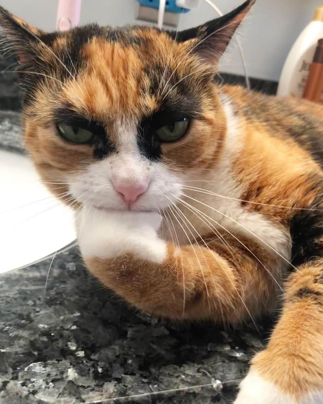 リリーのインスタグラム：「When mom’s away, Lilly will play...or try to rule the world😼」