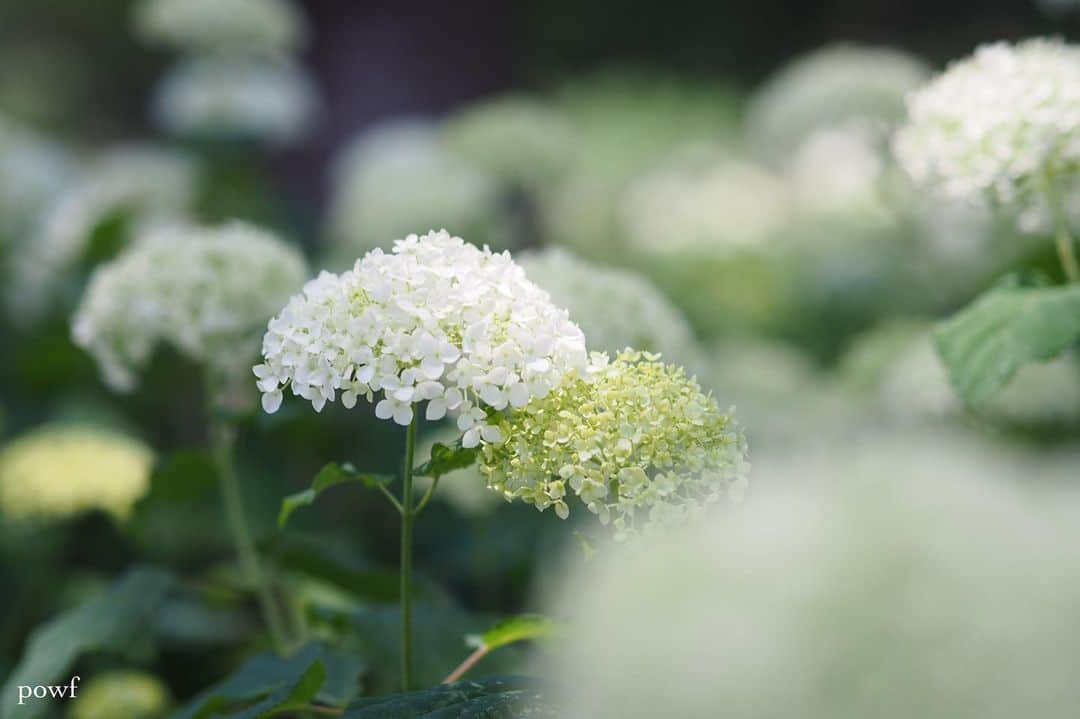 anemone_69のインスタグラム：「. #アナベル #hydrangea #アジサイ #あじさい #紫陽花 #北山公園 . . .」