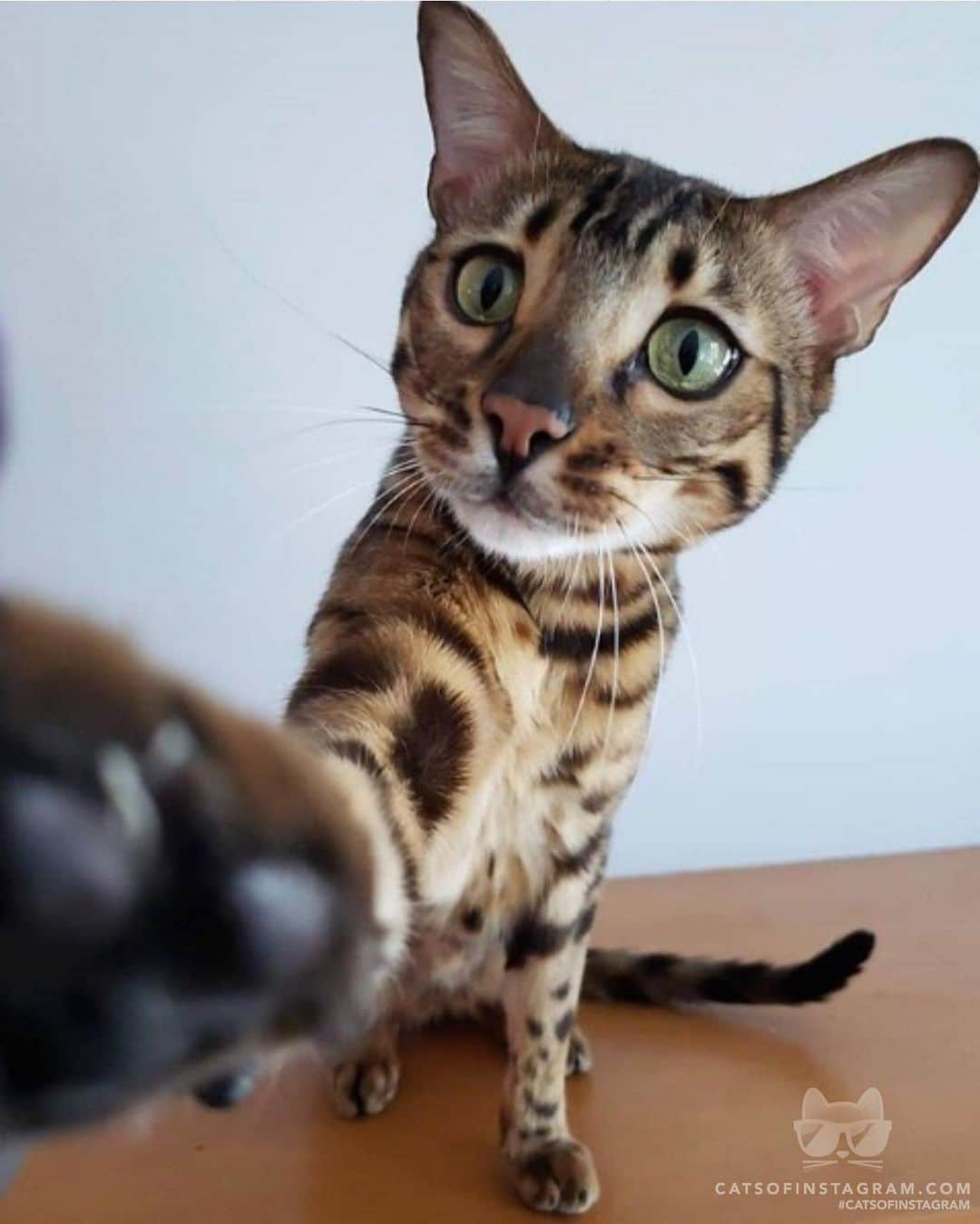 Cats of Instagramさんのインスタグラム写真 - (Cats of InstagramInstagram)「From @daily.bengals: “But first... Lemme take a selfie!!” #catsofinstagram」6月14日 21時09分 - cats_of_instagram