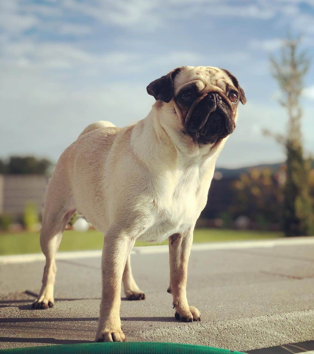 トビアス・ジッペルさんのインスタグラム写真 - (トビアス・ジッペルInstagram)「Happy Birthday Elsa 🎉🎊🎈 @black_and_beige #2 #mops #happybirthday #pug #pugsofinstagram @puglife316 @pugsofinstagram @pug.cutie」6月14日 21時19分 - tobsen_21