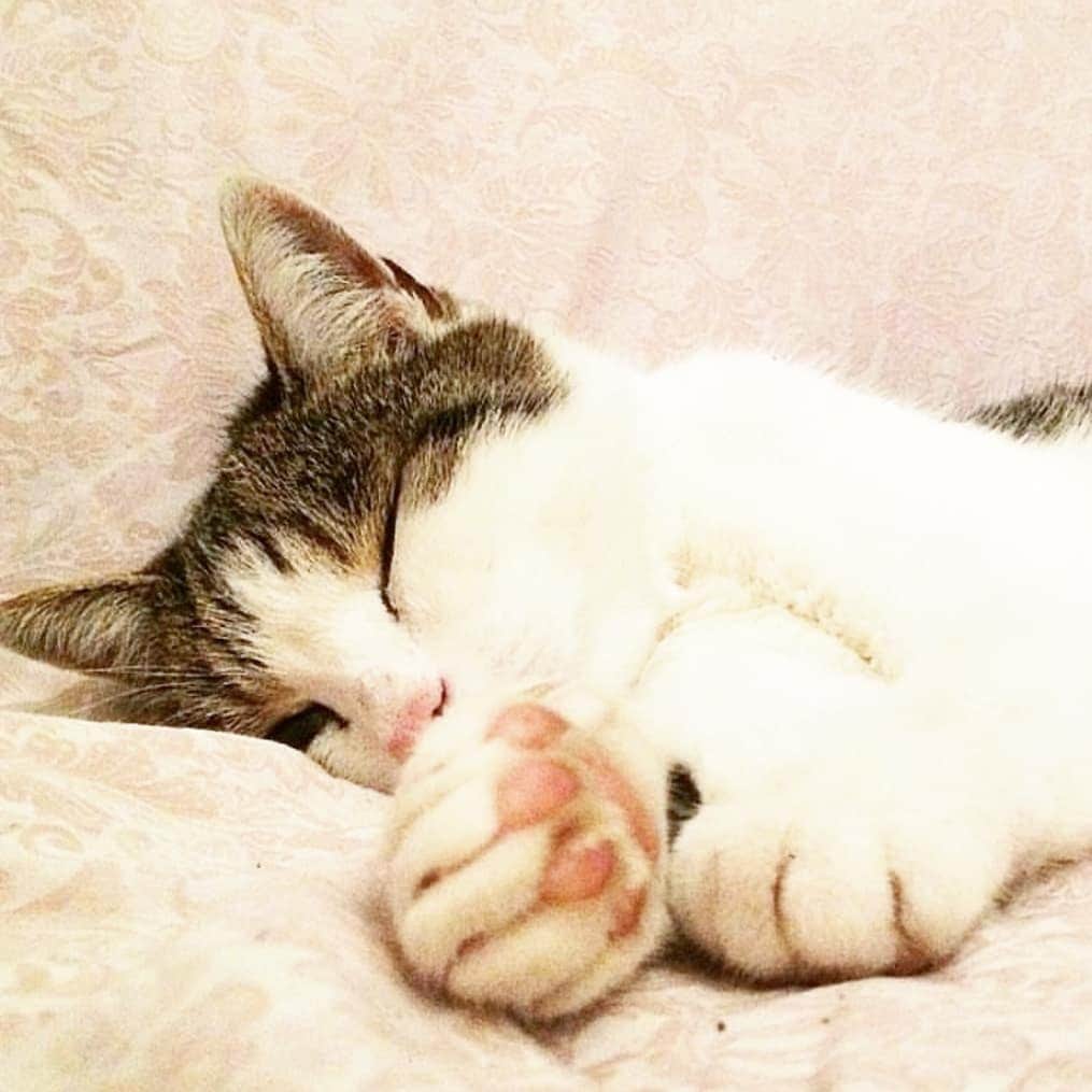 CatStockerのインスタグラム：「Hello! #catstocker is here!  Follow our FURRriend @gemmapets  Scroll right for more pictures 👉 . . . . . . #cat #neko #mačka #chat #kočka #котка #kotek #kot #кіт #mače #кошка #кот #katze #gato #gatto #kissa #kattunge #猫 #고양이 #貓 #kedi #köttur #kissanpentu #חתול #кішка #kedicik #кошеня #gattino #子猫」