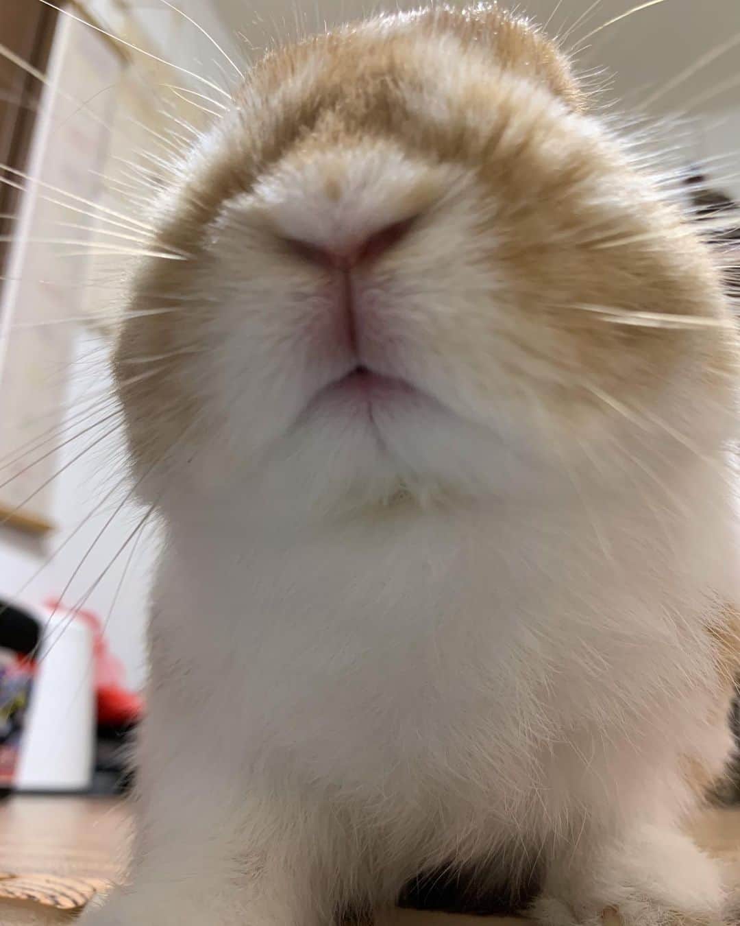 BUNNY?TUNA? のインスタグラム：「2019/6/14🐽 くんかくんか👃 . #くんかくんか#クンカクンカ#ドアップ#換毛期 #ネザーランドドワーフ#ツナ#TUNA#うさぎ#ふわもこ部#うさぎ部#うさぎのしっぽ#ペット#netherlanddwarf#bunnystagram#rabbit#lapin#cutebunny#bunnylove#bunnies#pet#petgram#rabbitstagram#japan#kawaii#weeklyfluff#cutepetclub#instapets#instabunnies#animallovers @junkuwana55」