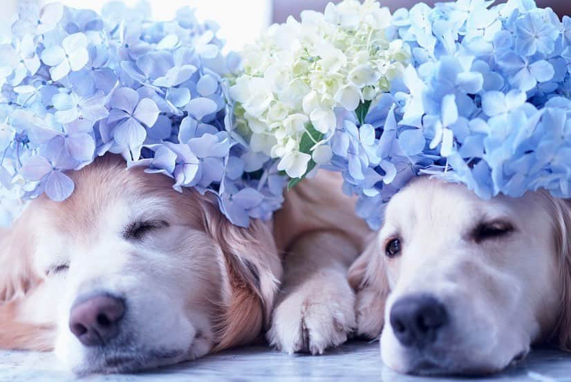 まゆみさんのインスタグラム写真 - (まゆみInstagram)「。 。 毎年恒例の #紫陽花アフロ 。 。 はじまった…と言わんばかり 起きてもくれない 去年同様寝たままアフロ😂 。 。 #ゴールデンレトリバー#goldenretriever#dog#犬#あーるん#golden#retriever#doglover#insta_dog#ぺんぺん子ちゃん#welovegoldens#Instagram#Instagramjapan#Instagramdogs#9gag#dogstagram#dogsofinstagram#dogs#doggy」6月14日 21時20分 - aarun_evolution