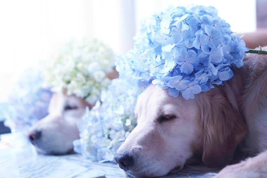 まゆみさんのインスタグラム写真 - (まゆみInstagram)「。 。 毎年恒例の #紫陽花アフロ 。 。 はじまった…と言わんばかり 起きてもくれない 去年同様寝たままアフロ😂 。 。 #ゴールデンレトリバー#goldenretriever#dog#犬#あーるん#golden#retriever#doglover#insta_dog#ぺんぺん子ちゃん#welovegoldens#Instagram#Instagramjapan#Instagramdogs#9gag#dogstagram#dogsofinstagram#dogs#doggy」6月14日 21時20分 - aarun_evolution