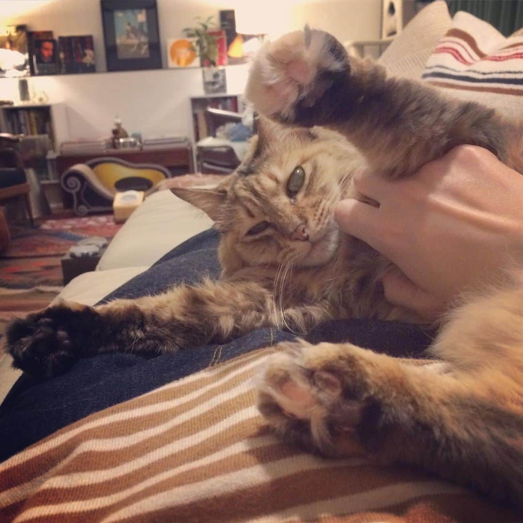 岡田屋鉄蔵のインスタグラム：「今日も今日とてミルバさんはおかーちゃんを布団扱い」