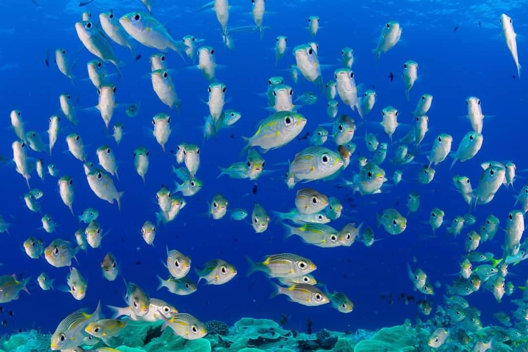 ナショナルジオグラフィックさんのインスタグラム写真 - (ナショナルジオグラフィックInstagram)「Photo by Enric Sala @enricsala | The National Geographic Pristine Seas team travels the world to explore, document, and protect the last wild places in the ocean. While on a Pristine Seas expedition, I photographed these striped large-eye breams in Palau, an island nation that passed legislation in 2015 to protect 80% of its waters. Our oceans need urgent protection, and this week I’m looking forward to sharing the role of exploration in ocean conservation at the National Geographic Explorers Festival. #NatGeoFest @natgeopristineseas」6月14日 21時37分 - natgeo