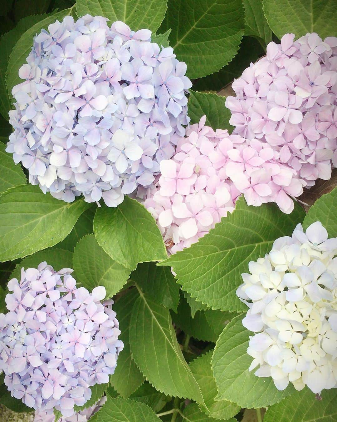 のインスタグラム：「梅雨と言えば…紫陽花✨ 通勤ルートに綺麗に咲いていて感激😍  #紫陽花 #梅雨」