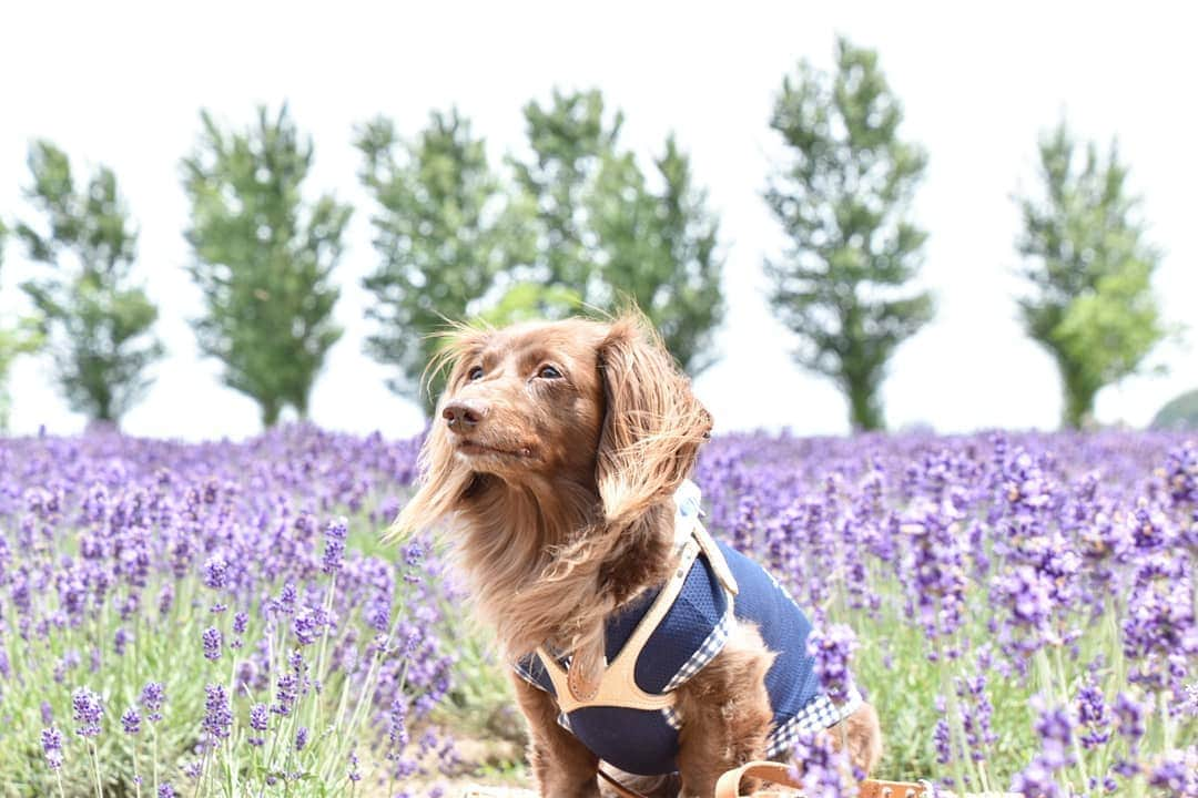 etsukoさんのインスタグラム写真 - (etsukoInstagram)「* 2019.06.14 * * * 🐶💬 『でっかいど～！』 * * * 👧💬 『ほっかいど～？？？』 * * * なーんてね(笑)  でも…アロハとほんとの北海道を 旅してみたいな(*´艸`*) * * * #アロハと花巡り2019  #ラベンダー #ラベンダー畑 #あろまっぷ #ミニチュアダックスフンド #ミニチュアダックス #ダックスフンド #ダックス #チョコソリッド #ワンコなしでは生きて行けません会 #犬のいる暮らし  #miniaturedachshund  #miniaturedachs #dachshund #dogoftheday #todayswanko #sausagedog #east_dog_japan #ig_dogphoto #instadog #alohahappy🐶 * * *」6月14日 21時52分 - aloha_with_etsuko