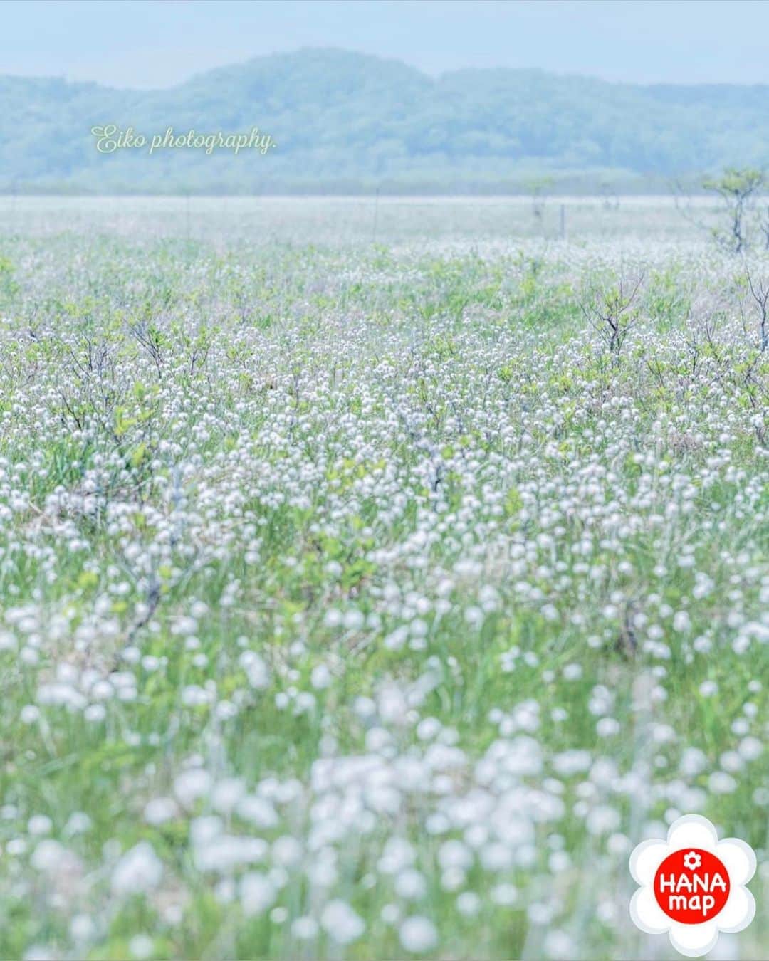 はなまっぷ❁日本の花風景さんのインスタグラム写真 - (はなまっぷ❁日本の花風景Instagram)「🌸はなまっぷ🌸 * @acer_spp さんの  花のある風景に花まるを💮 * 湿原いっぱいに咲き乱れるほわほわのワタスゲをありがとうございます😊🌸 * 北海道  #霧多布湿原 Kiritappu Wetland, Hokkaido. * 🌼ワタスゲの花言葉📝🌼 努力する、揺らぐ想い * 見頃を過ぎている場所もご紹介しています。お出かけの際はHP等で最新の情報をご確認くださいね🙏🌸 * 🌸•••🌸•••🌸•••🌸•••🌸•••🌸 * いつも素敵なお花をありがとうございます😊 日本の花のある風景にタグ付けしてください🌸 お花があれば何でもOKです💓 * #はなまっぷ * #日本の美しい花風景#花のある風景#花#花言葉#花畑#ワタスゲ#綿菅#湿原」6月14日 21時52分 - hanamap