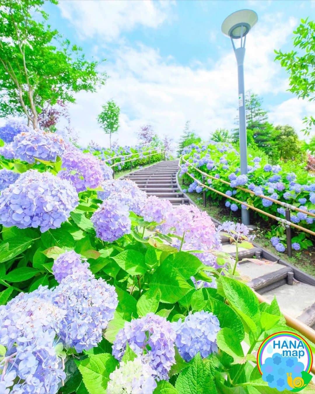 はなまっぷ❁日本の花風景さんのインスタグラム写真 - (はなまっぷ❁日本の花風景Instagram)「💠☔️はなまっぷの紫陽花まつり☔️💠 * @camel8326 さんの 紫陽花に花まるを💮 * 梅雨を彩る素敵な紫陽花をありがとうございます😊💠 * 東京  #シンボルプロムナード公園 Odaiba, Tokyo. * 💠アジサイの花言葉💠 家族団らん、仲良し * ☔️•••💠•••🌈•••🐸•••🌈•••💠•••☔️ * 💠紫陽花まつり概要💠 * 期間:〜6/30頃まで * タグ:#はなまっぷ イベント用タグはありません * #はなまっぷ  のタグの中から、紫陽花のお写真をどんどんご紹介させていただきます。期間中はランダムに、複数枚投稿でもご紹介させていただく場合がございます。 * #紫陽花#アジサイ#あじさい#日本#梅雨#花 * ☔️•••💠•••🌈•••🐌•••🌈•••💠•••☔️ *」6月14日 21時55分 - hanamap