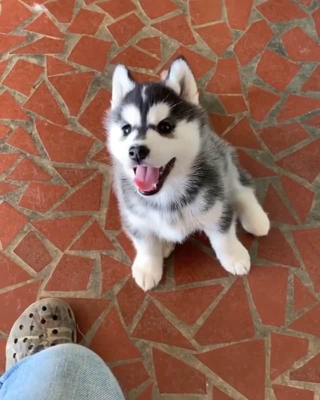 husky and malamuteのインスタグラム：「Hello.🥰🥰」